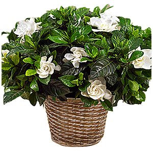 Kokulu gardenia kalıcı saksı çiçeği ortalama boy (40-60 cm)                                             