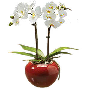 Cam fanus 2 dallı orkide  