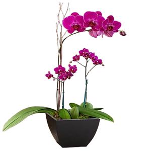 Özel seramik vazoda 3 dallı orkide 