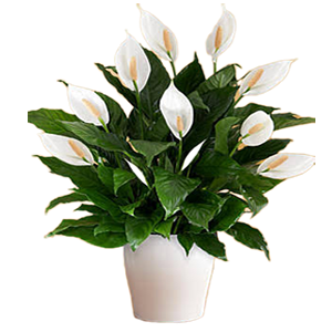 Spatifilyum çiçeği 