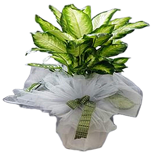 Difenbahya kalıcı saksı çiçeği ortalama boy (40-60 cm) 